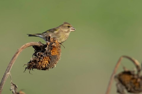 European greenfinch (Chloris chloris) adult female garden bird on a sunflower seedhead in winter,