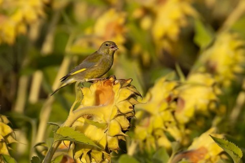 European greenfinch (Chloris chloris) adult male garden bird on a sunflower seedhead in autumn,