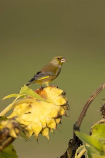 European greenfinch (Chloris chloris) adult female garden bird on a sunflower seedhead in autumn,