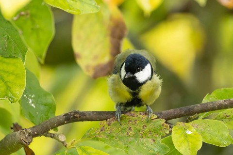Great tit (Parus major) adult garden bird on a magnolia tree branch amongst autumn colour leaves,