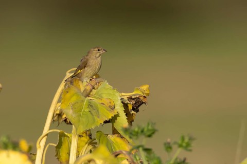 European greenfinch (Chloris chloris) adult female garden bird on a sunflower seedhead in autumn,