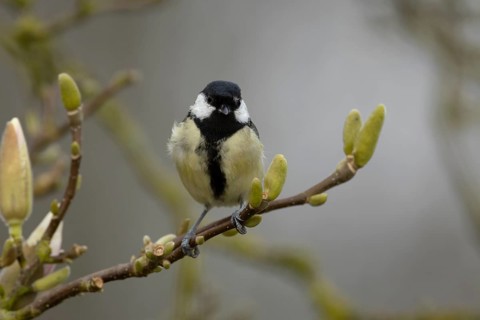 Great tit (Parus major) adult garden bird on a magnolia tree branch in spring, England, United