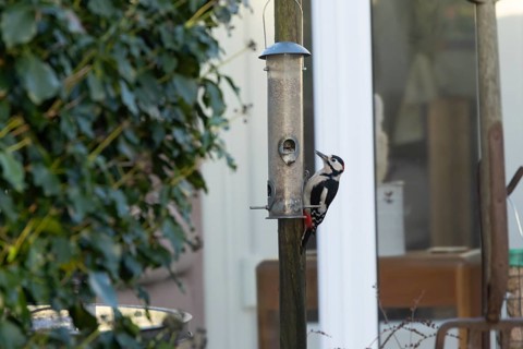 Great spotted woodpecker (Dendrocopos major) adult garden bird on a bird feeder with a house in the