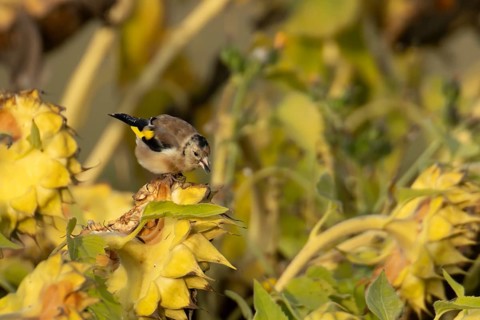 European goldfinch (Carduelis carduelis) adult garden bird feeding on sunflower seeds in autumn,