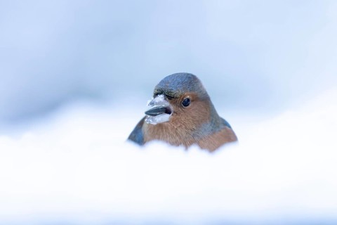 Eurasian chaffinch (Fringilla coelebs) adult male garden bird feeding on a sunflower seed in snow