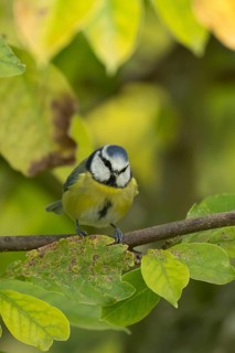 Blue tit (Cyanistes caeruleus) adult garden bird on a magnolia tree branch amongst autumn colour