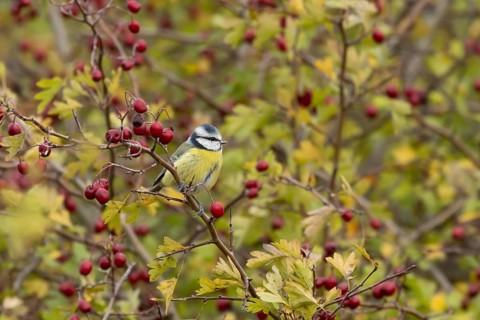 Blue tit (Cyanistes caeruleus) adult garden bird on a Hawthorn tree branch amongst autumn colour
