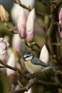 Blue tit (Cyanistes caeruleus) adult garden bird on a magnolia tree branch amongst spring flowering