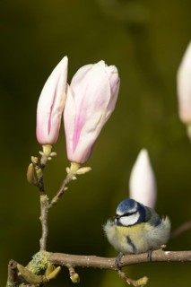 Blue tit (Cyanistes caeruleus) adult garden bird on a magnolia tree branch amongst spring blossom,