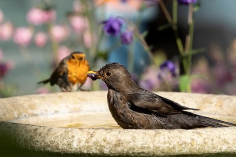 Eurasian blackbird (Turdus merula) adult female garden bird bathing in a bird bath, England, United