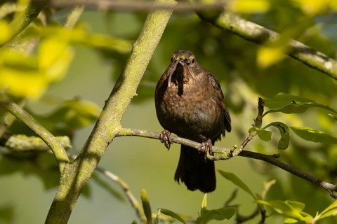 Eurasian blackbird (Turdus merula) adult female garden bird with a worm in its beak in a hedgerow