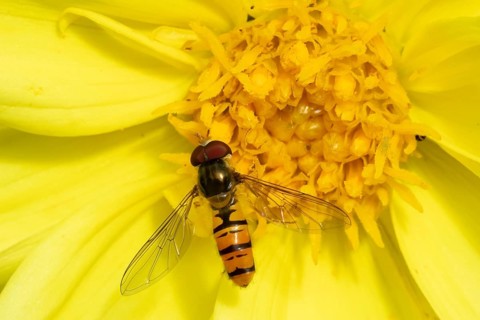 Common hoverfly (Eupeodes corollae) adult insect feeding on a garden Dahlia flower in summer,