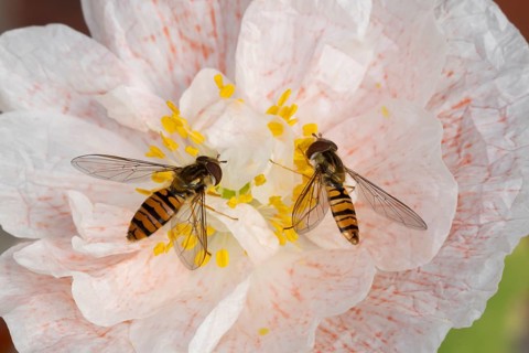 Common hoverfly (Eupeodes corollae) two adult insects feeding on a garden poppy flower in summer,