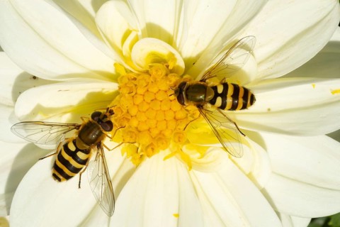 Common hoverfly (Eupeodes corollae) two adult insects feeding on a garden Dahlia flower in summer,