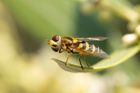 Common hoverfly (Eupeodes corollae) adult insect on a plant leaf in summer, England, United Kingdom