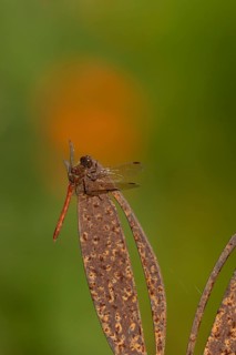 Common darter dragonfly (Sympetrum striolatum) adult insect on a metal hare garden sculpture in