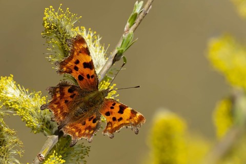 Comma butterfly (Polygonia c-album) adult insect feeding on Goat or Pussy willow (Salix caprea)