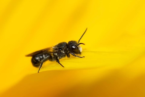 Mason bee (Osmia spp) adult bee insect on a yellow garden flower in summer, England, United Kingdom