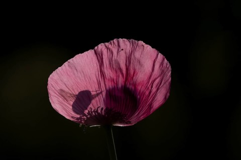 Buff tailed bumblebee (Bombus terrestris) adult bee insect flying towards a garden poppy flower in