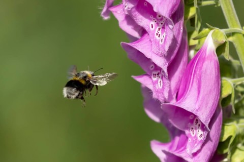 Buff tailed bumblebee (Bombus terrestris) adult bee insect flying towards a Foxglove (Digitalis