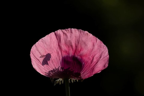 European honey bee (Apis mellifera) adult bee insect flying towards a garden poppy flower in