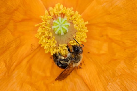 Common carder bumblebee (Bombus pascuorum) adult bee insect feeding on a garden Spanish orange