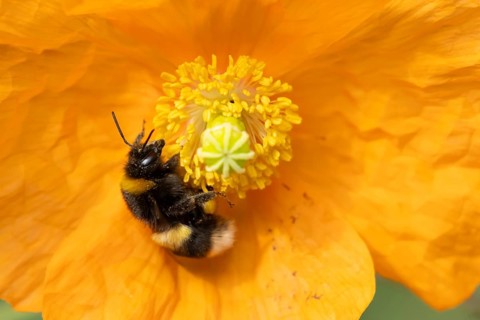 Buff tailed bumblebee (Bombus terrestris) adult bee insect feeding on a garden Spanish orange poppy