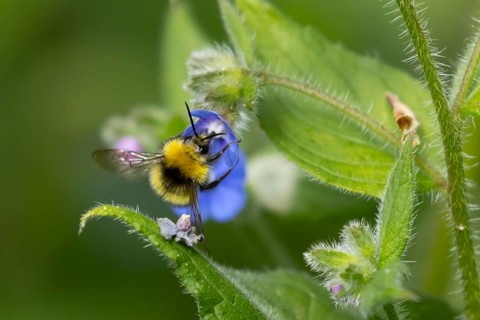 Early bumblebee (Bombus pratorum) adult bee insect feeding on a garden Green alkanet flower in