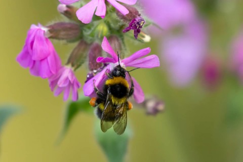 Buff tailed bumblebee (Bombus terrestris) adult bee insect on a garden Red campion flower in