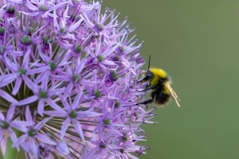 Early bumblebee (Bombus pratorum) adult bee insect feeding on a garden purple Allium flower in