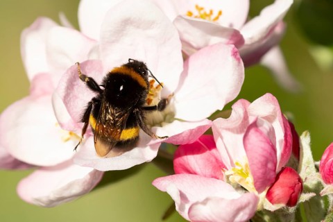 Buff tailed bumblebee (Bombus terrestris) adult bee insect feeding on apple tree blossom flower in