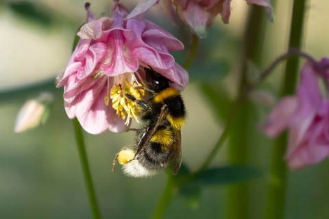Buff tailed bumblebee (Bombus terrestris) adult bee insect feeding on a garden Aquilegia pink