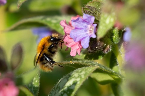Common carder bumblebee (Bombus pascuorum) adult bee insect feeding on a garden Pulmonaria or