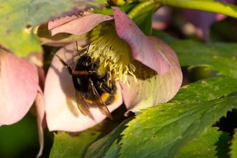Buff tailed bumblebee (Bombus terrestris) adult bee insect feeding on a garden Hellebore purple
