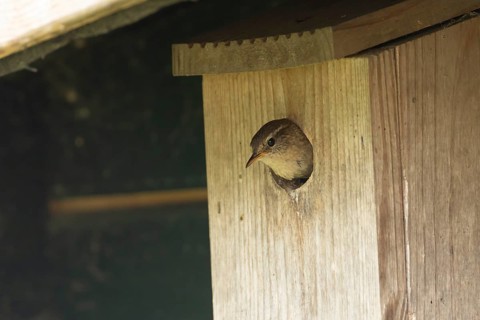 European wren (Troglodytes troglodytes) adult garden bird looking out from a nest box in spring,