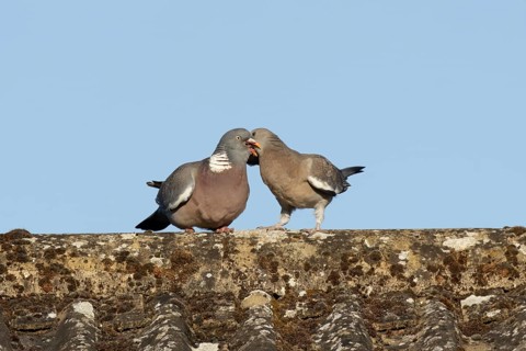 Wood pigeon (Columba palumbus) adult garden bird feeding a juvenile baby squab bird on a house roof
