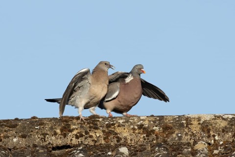 Wood pigeon (Columba palumbus) juvenile baby squab bird begging for food from an adult bird on a