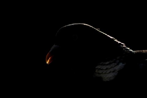 Wood pigeon (Columba palumbus) adult garden bird head portrait backlit, England, United Kingdom