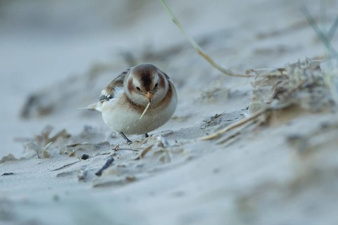 Snow bunting (Plectrophenax nivalis) adult bird feeding on a beach in winter, England, United