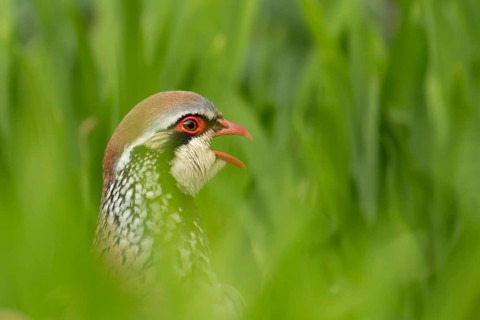 Red legged or French partridge (Alectoris rufa) adult bird calling, England, United Kingdom