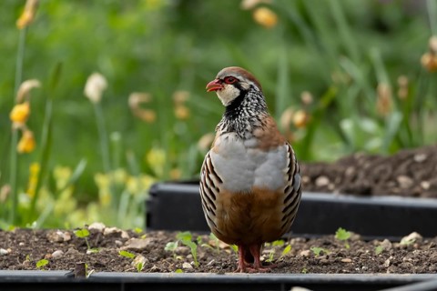 Red legged or French partridge (Alectoris rufa) adult bird on a garden raised vegetable bed in