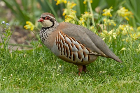 Red legged or French partridge (Alectoris rufa) adult bird on a garden grass lawn in spring,