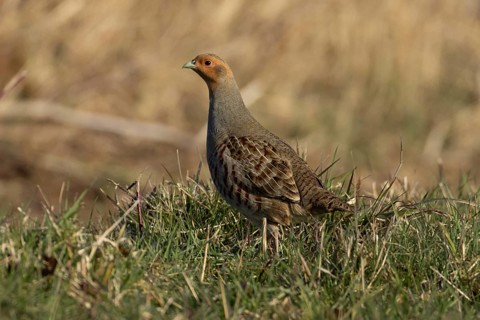 Grey or English partridge (Perdix perdix) adult bird on a farmland field, England, United Kingdom