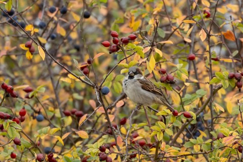 House sparrow (Passer domesticus) adult male bird in a hedgerow amongst autumn leaves and berries,