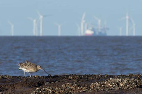 Eurasian curlew (Numenius arquata) adult wading bird feeding on a coastline with turbines of an off