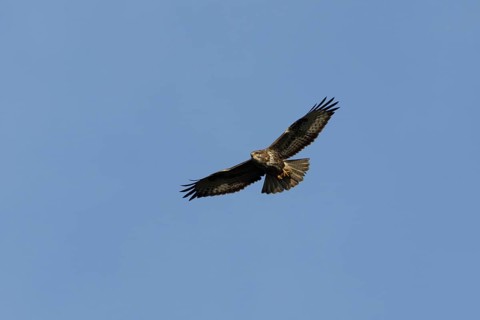 Common buzzard (Buteo buteo) adult bird of prey in flight, England, United Kingdom