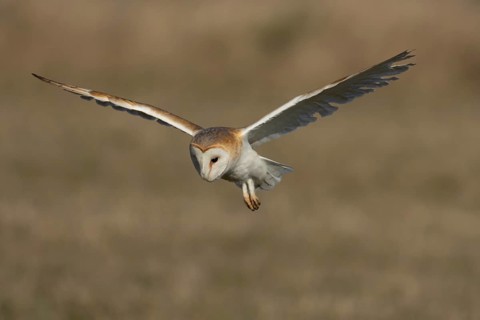 Barn owl (Tyto alba) adult bird of prey hovering in flight, England, United Kingdom