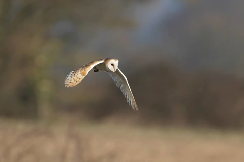 Barn owl (Tyto alba) adult bird of prey in flight, England, United Kingdom