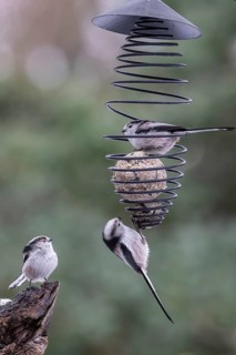 Long-tailed tits (Aegithalos caudatus) at the tit dumpling, Emsland, Lower Saxony, Germany