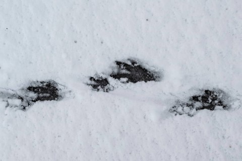 Track of nutria (Myocastor coypus) in the snow, Emsland, Lower Saxony, Germany